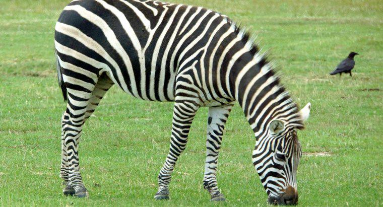 Bir Zebra Günde Ne Kadar Yiyor?