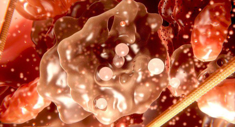 Sitoplazma ve Protoplazma Arasındaki Fark Nedir?