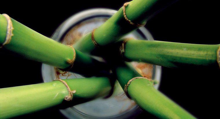 Bambu Nasıl Çoğalır?