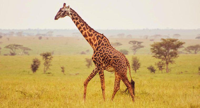 Zürafa Anatomisi Hakkında Bazı Gerçekler Nelerdir?