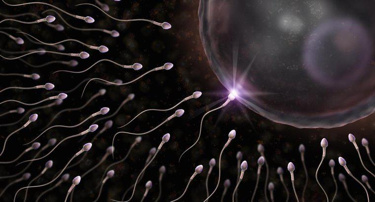 Neden Sperm Hücresinin Kuyruğu Var?