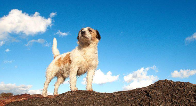 Tel Saçlı Jack Russell Terrier Nedir?