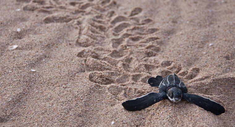 Leatherback Turtles nerede yaşıyor?