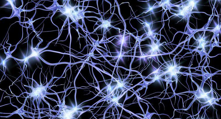 Nöronlar Elektriksel Etkileri Nasıl İletir?