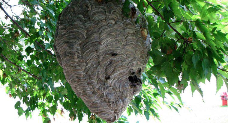 Yaban arıları yuvalarını nasıl yapar?