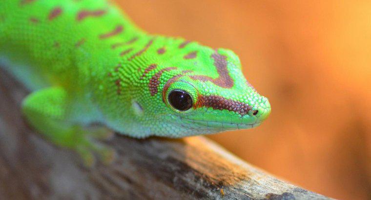 Geckos nerede yaşıyor?