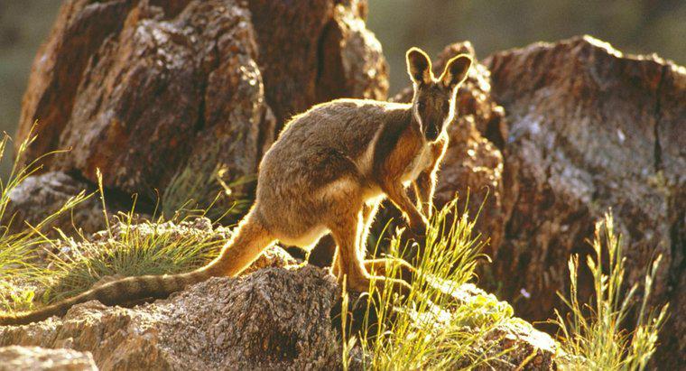Bir Wallaby'nin Fiziksel Özellikleri Nelerdir?
