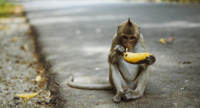 Maymunlar Et Yiyor mu?