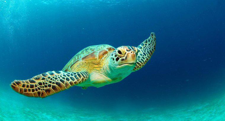 Yeşil Deniz Kaplumbağaları Hakkında Bazı Gerçekler Nelerdir?