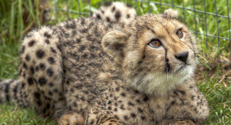 Bir Çitayı Hayvan Olarak Nasıl Koruyabilirsiniz?