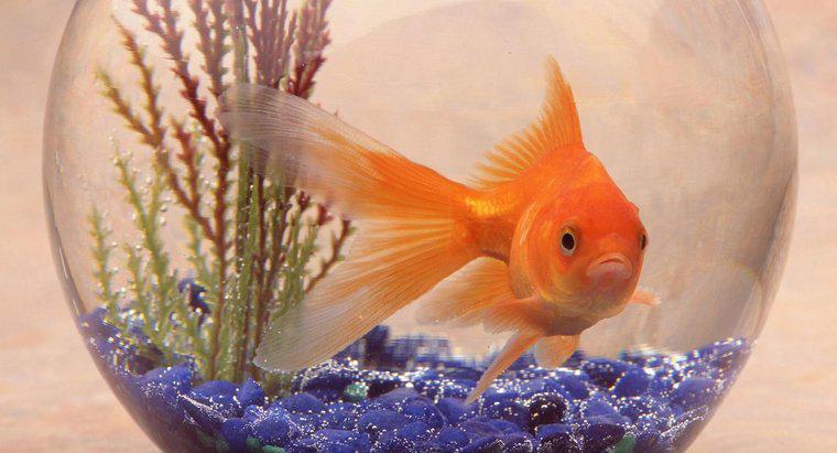 Goldfish'in Habitatı Nedir?
