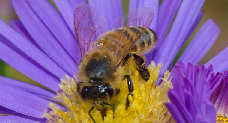 Bir bal arısının yaşam alanı nedir?