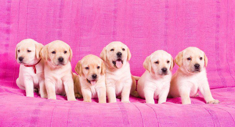Labrador Retrieverler İçin Gebelik Süresi Nedir?