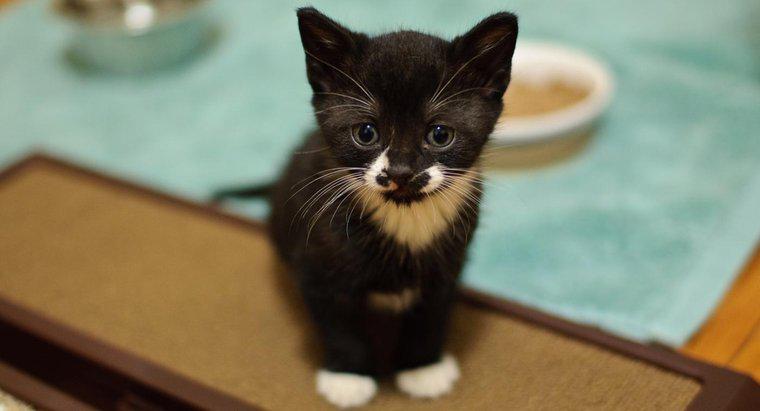 Bazı iyi siyah beyaz yavru kedi isimleri nelerdir?