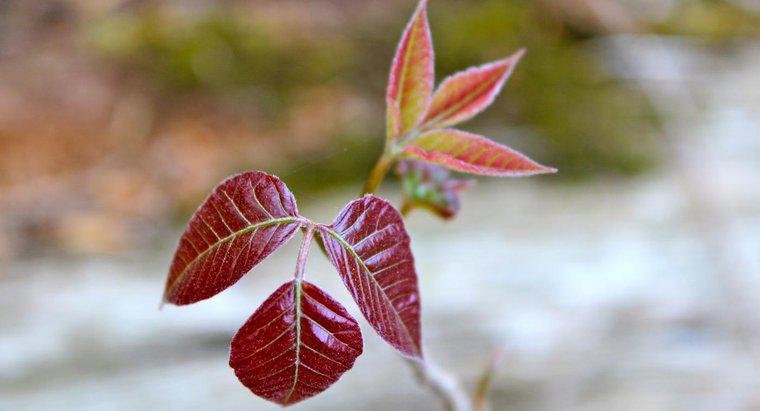 Poison Ivy için Bazı İyi Doğal Tedaviler Nelerdir?