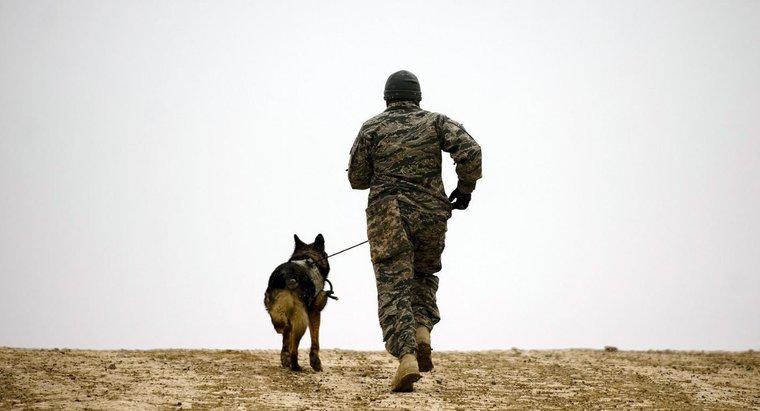 Askeri Köpek Irkları Nedir?