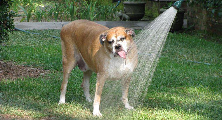 Bir köpek ne kadar zaman susuz gidebilir?