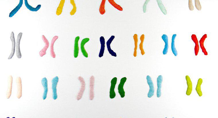 Kromozomların İşlevi Nedir?