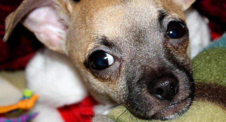 Chihuahua Yavruları Hakkında Bazı Genel Bilgiler Nelerdir?