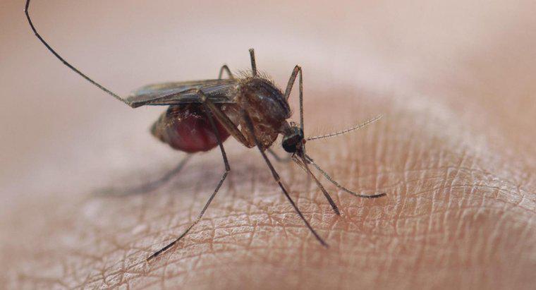 Sivrisinek Isırığı Nasıl Görünür?