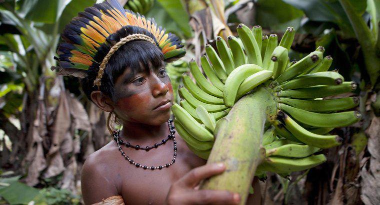 Amazon Yağmur Ormanlarında Hangi Meyveler Büyüyor?