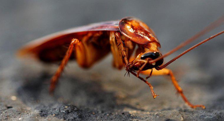 Roaches kurtulmak için ne kadar sürer?