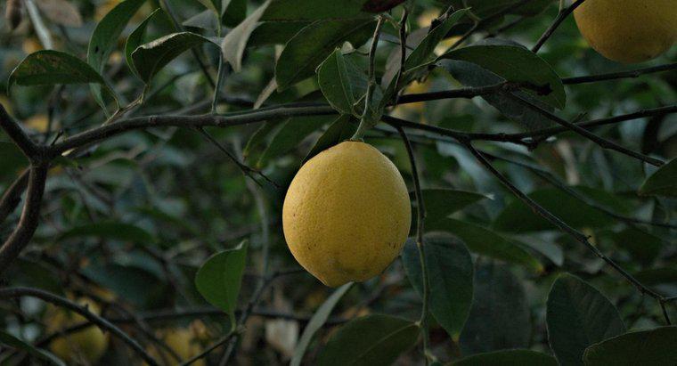 Bir Limon Ağacının Meyvesi Büyümesi ve Meyvesi Yapması Ne Kadar Sürer?