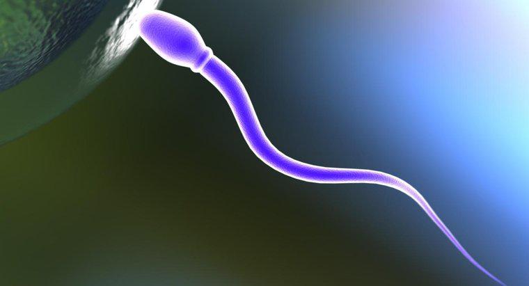 Sperm Hücresi Ne Yapar?