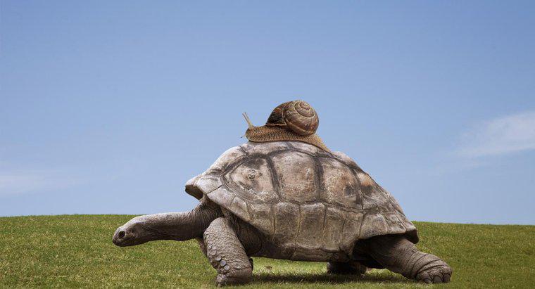 Kaplumbağalar Nasıl Taşınır?