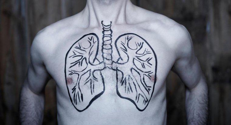 İnsanlar Sadece Bir Akciğerle Yaşayabilir mi?