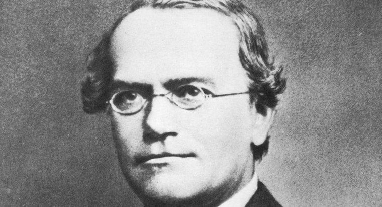Neden Gregor Mendel Genetiğin Babası Denir?