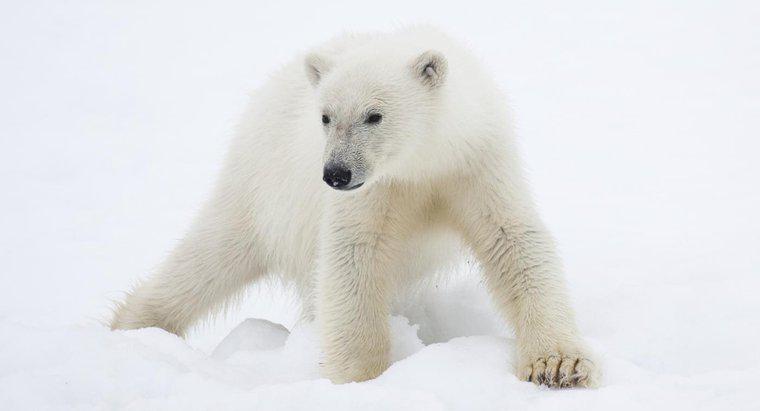 Polar bölgesinde hangi hayvanlar bulunur?
