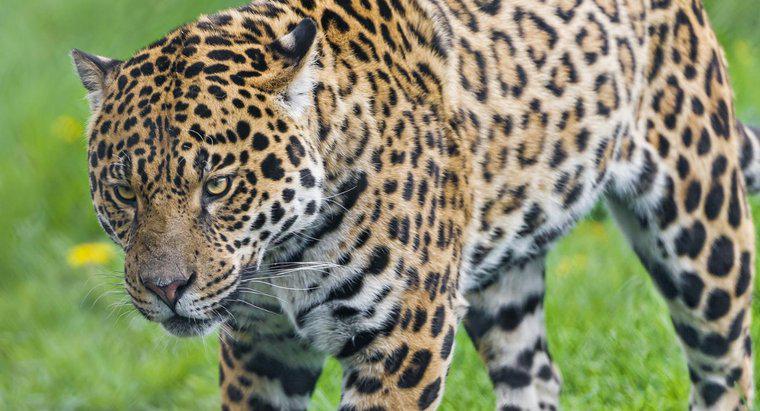 Jaguarlar Hangi Yağmur Ormanlarında Yaşar?