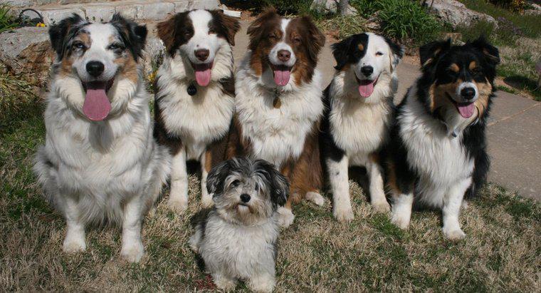 Bir grup köpek ne denir?