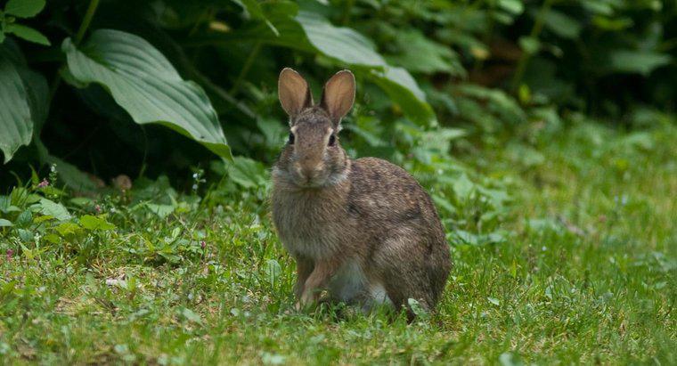 Tavşanlar Yaşam Alanlarına Nasıl Uyum Sağlar?