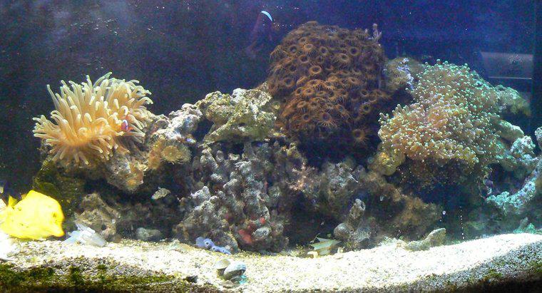 Resif Tankı Nasıl Kurulur?