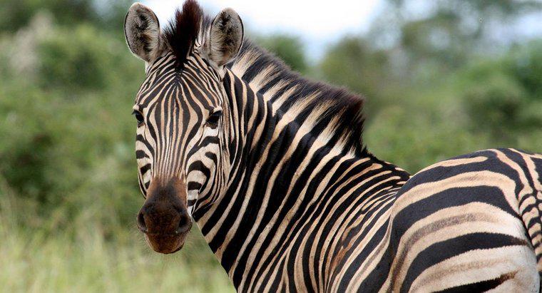 Bir dişi Zebra'nın adı ne?