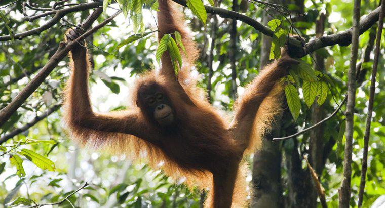 Orangutanlar kendilerini nasıl korurlar?