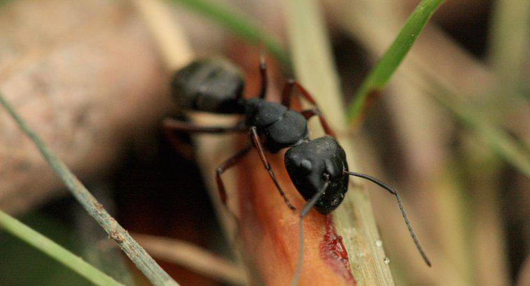 Küçük Siyah Karınca Nedir?
