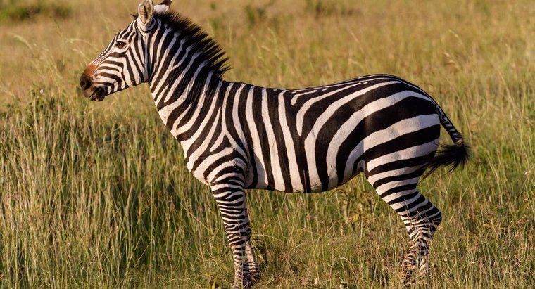 Çocuklar İçin Bazı Zebra Gerçekleri Nelerdir?