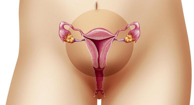 Endometrial Kalınlık Normal Aralığı Nedir?