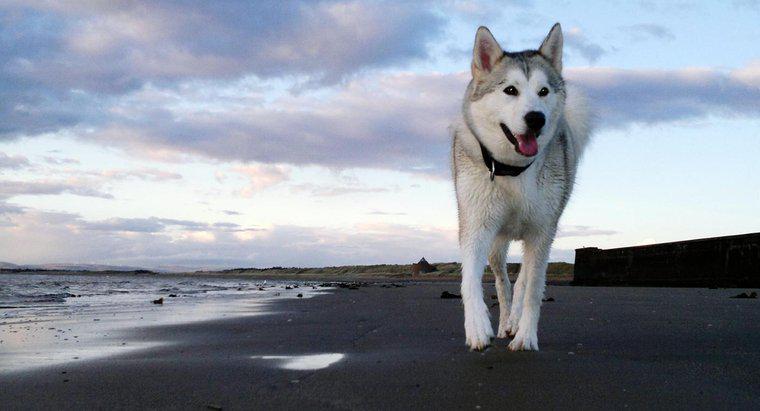 Sibirya Huskies Hakkında Bazı Gerçekler Nelerdir?
