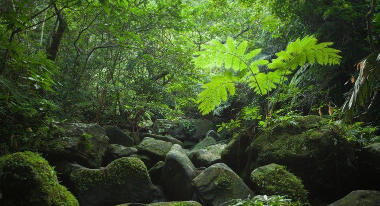 Tropikal Yağmur Ormanlarının Yapısı Nedir?