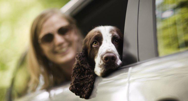 Köpekler için GPS Çipleri Var mı?