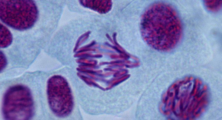 Mitozis Gören Ne Tip Hücreler?