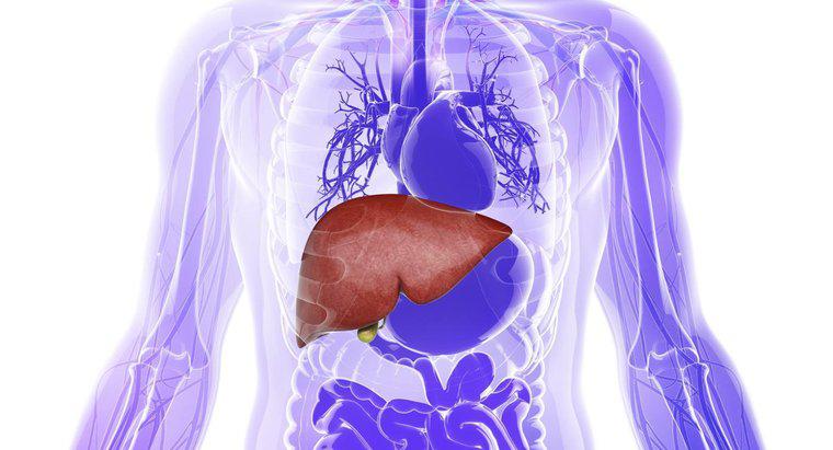 Karaciğer Sklerozu Nedir?