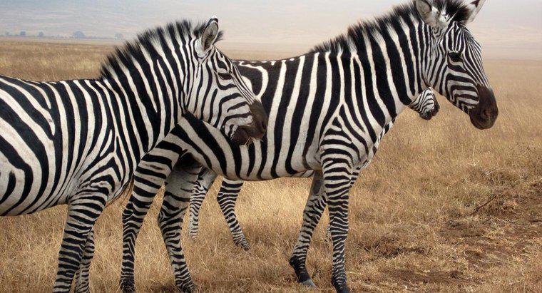 Bir Zebra Ne Yapar?
