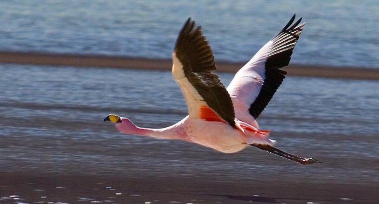 Flamingo Besin Zincirinde Nerede?