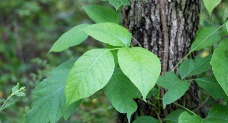 Poison Ivy'nin Neden Olduğu Döküntüleri Nasıl Tedavi Edebilirsiniz?