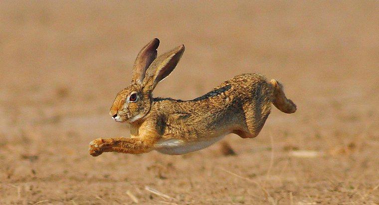 Tavşanlar nasıl hareket eder?